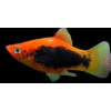 Platka - Zmienniak Plamisty - Xiphophorus maculatus